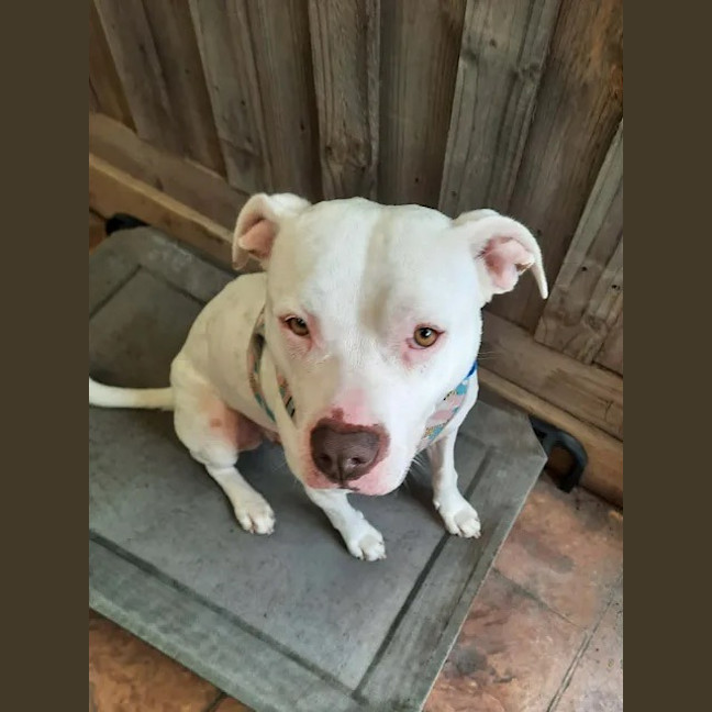 Photo of Misty