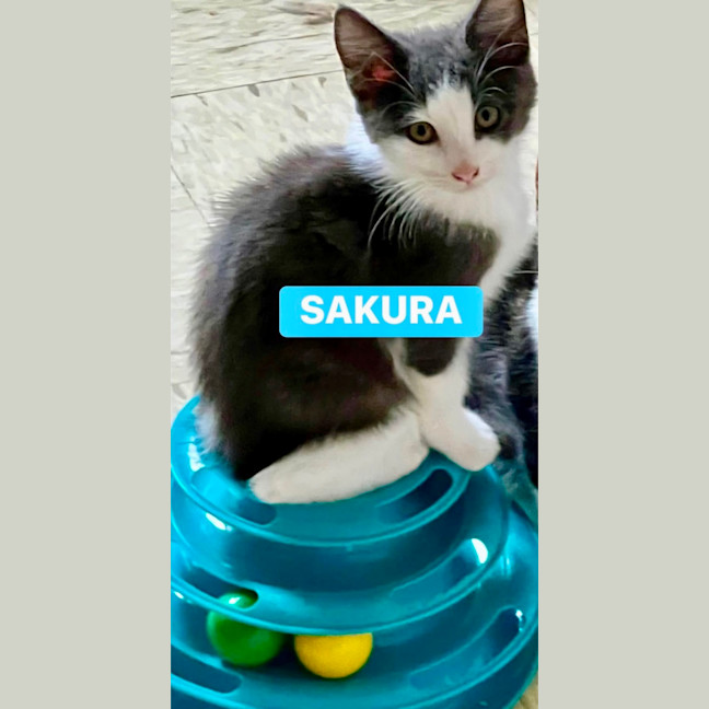 Photo of Sakura