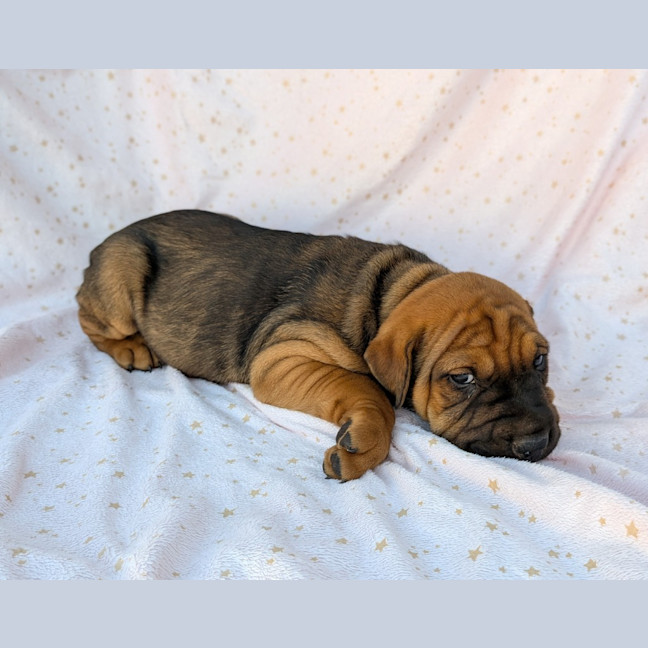 Photo of Banjo