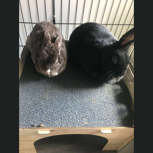Photo of Cinnabun & Hopscotch