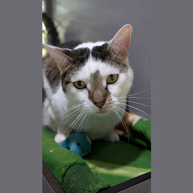 Photo of Sir Mittens