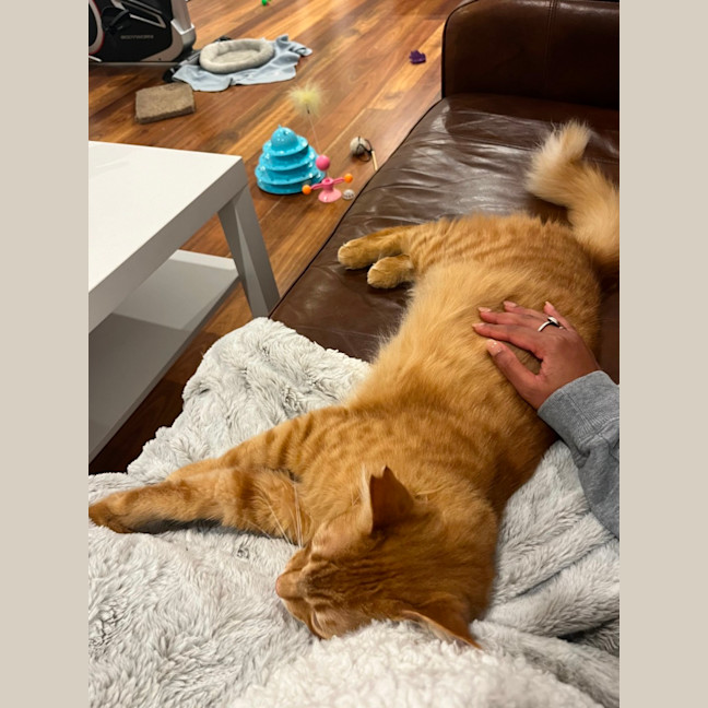 Photo of Rufus