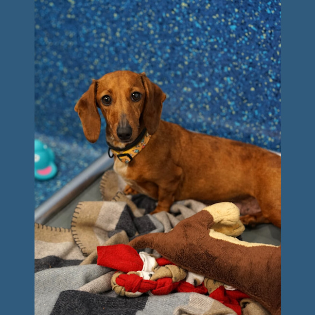 Photo of Penny