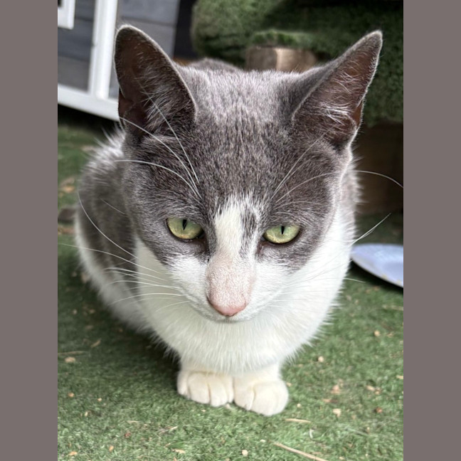 Photo of Willow