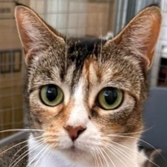 Photo of Rosie