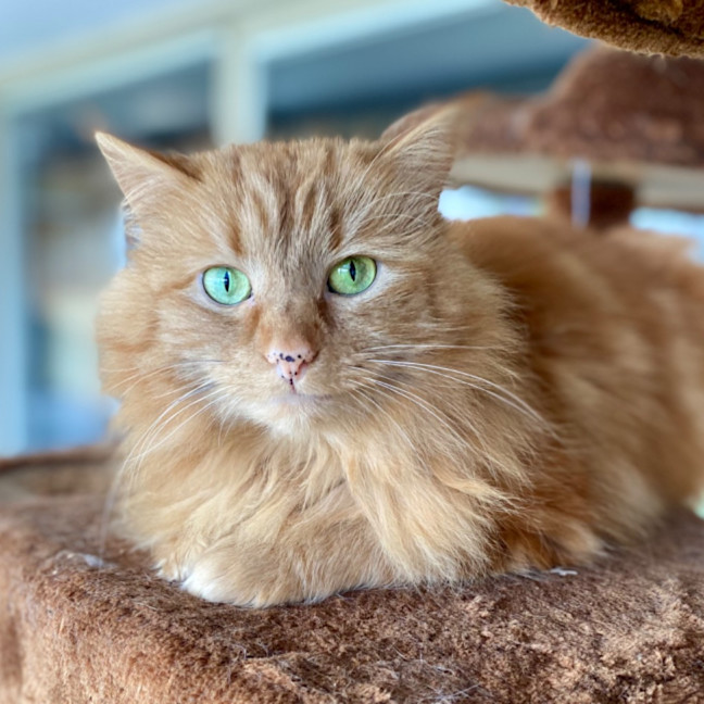 Photo of Mango Fluff