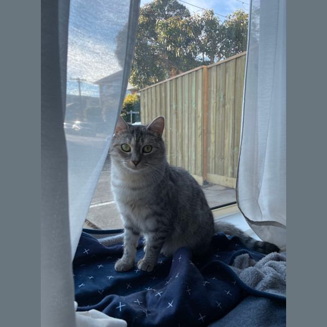 Photo of Bunyip   The Rogue Of The Rescue World! 🐾💥