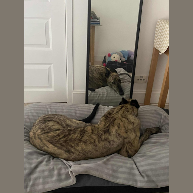 Photo of Alfie, The Greyhound