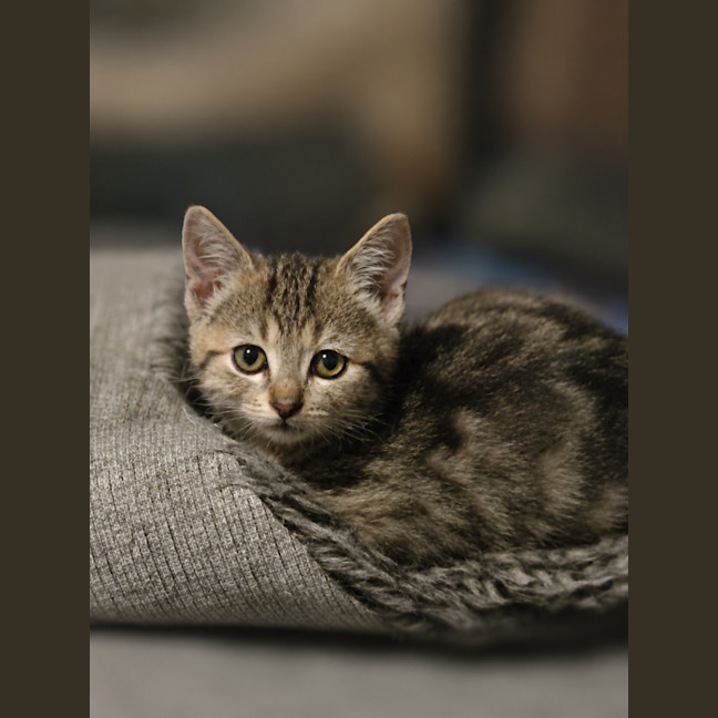 Photo of Blueberry