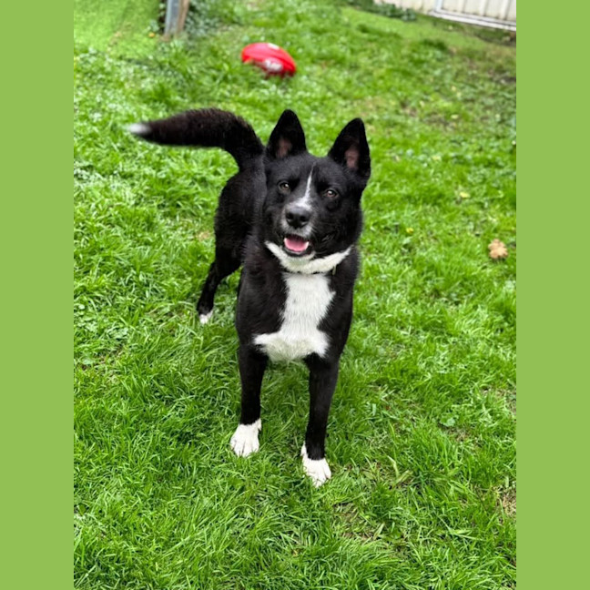 Photo of Shadow Moon 