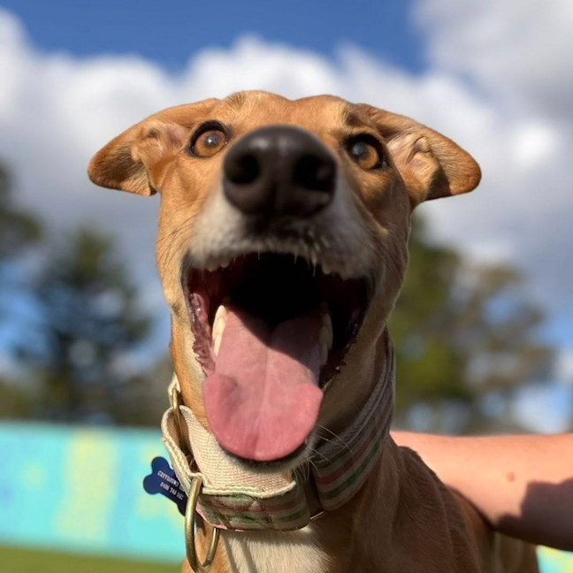 Photo of Spunky The Greyhound