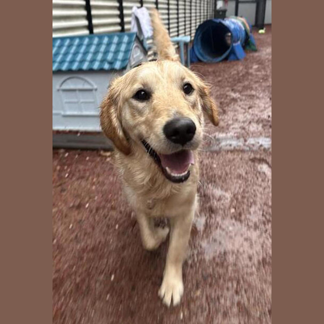 Photo of Scout
