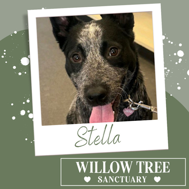Photo of Stella
