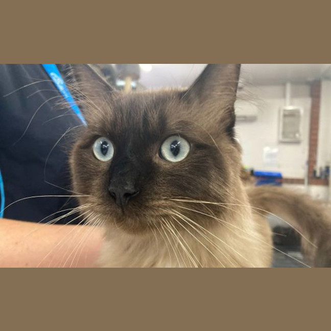 Photo of Goose