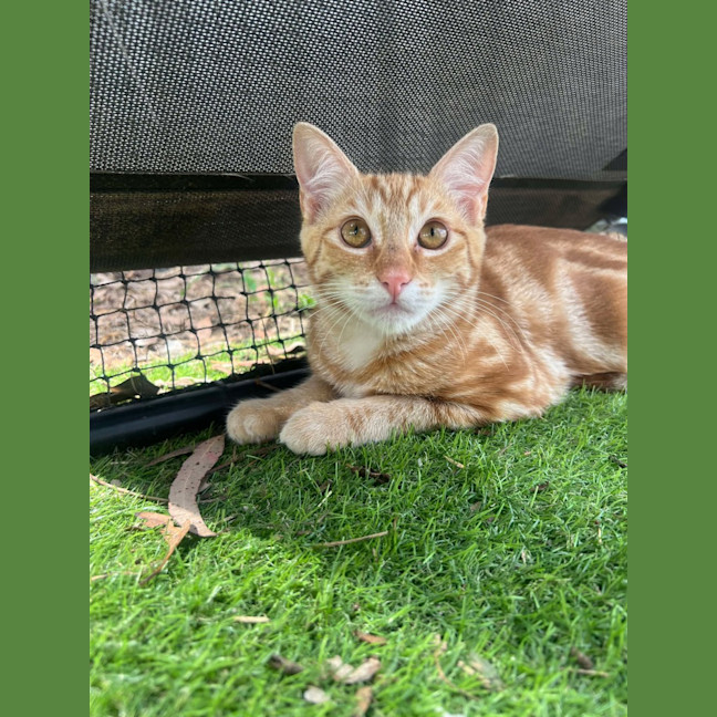 Photo of Pappardelle