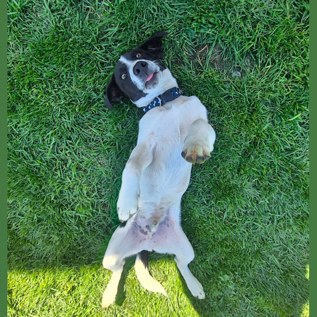 Photo of Bandit