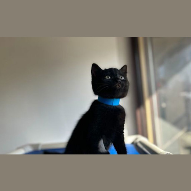 Photo of Sooty