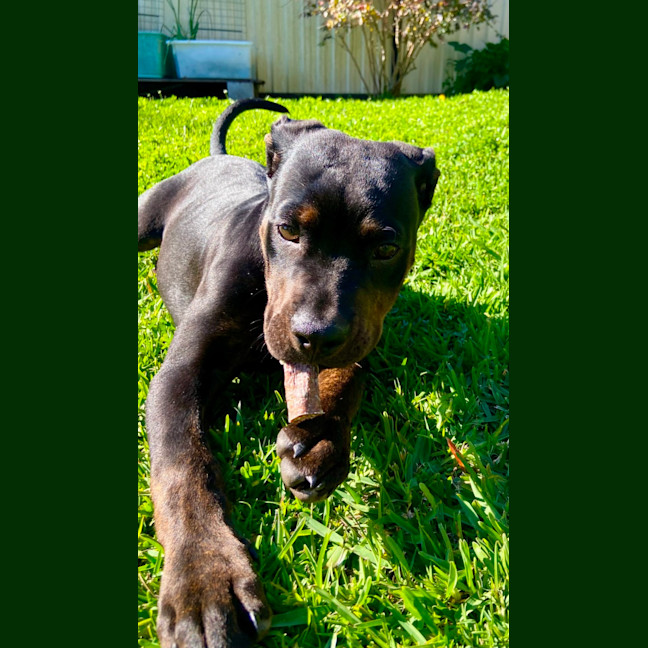 Photo of Sasha   4 Month Old Mixed Breed