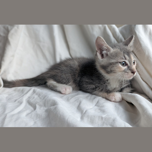 Photo of Meringue