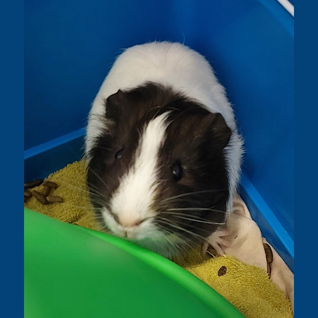 Photo of Piggy Stardust