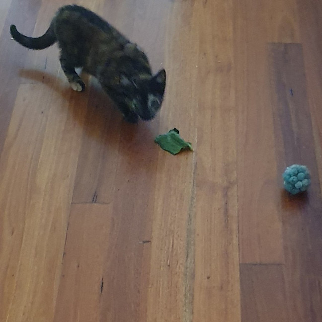 Photo of Tortie 
