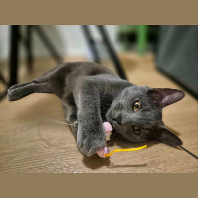 Photo of Lint