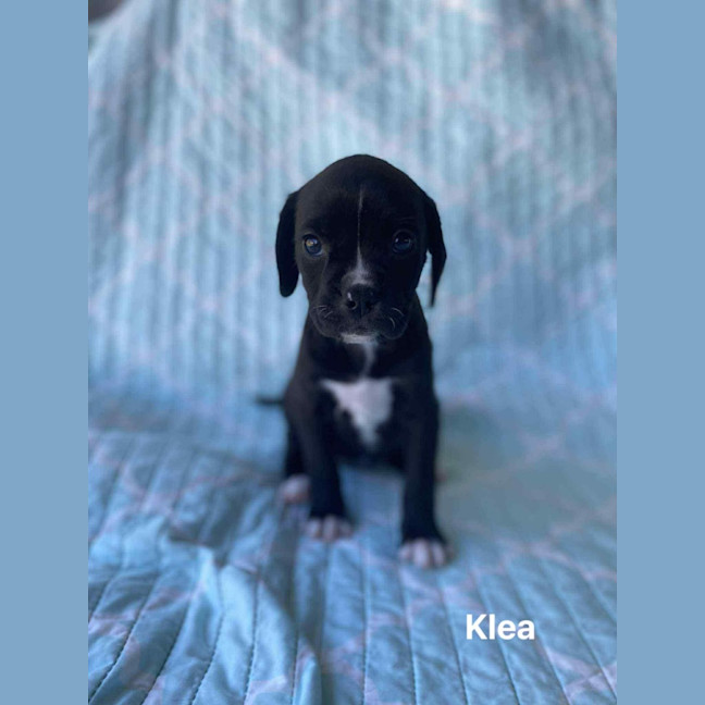 Photo of Klea