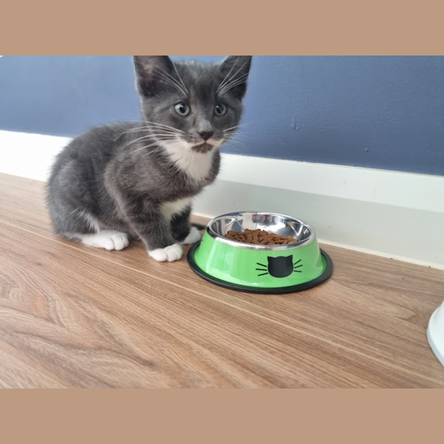 Photo of Louie