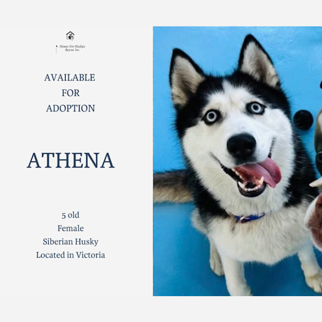 Photo of Athena