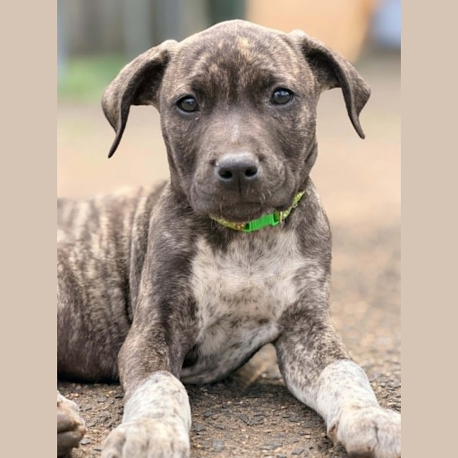 Photo of Reacher