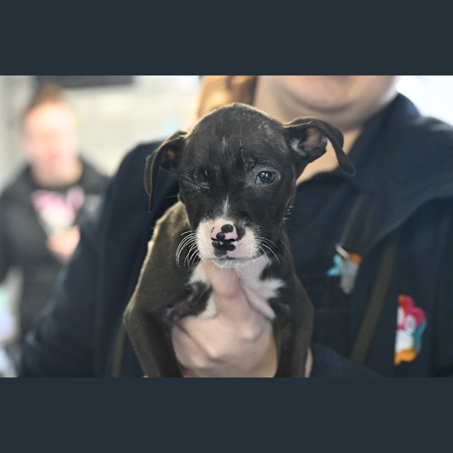 Photo of Paprika