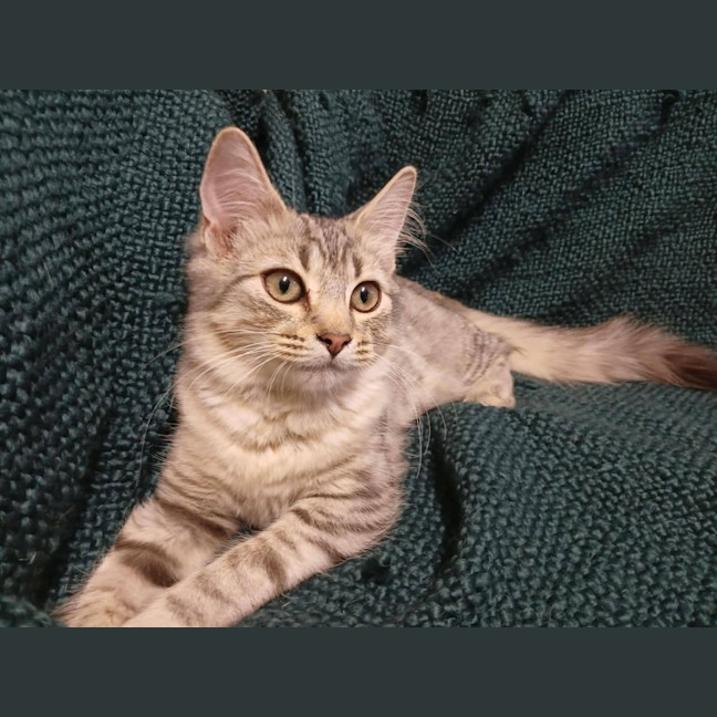Photo of Skye 