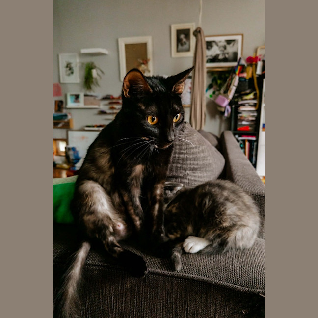 Photo of Ashniko