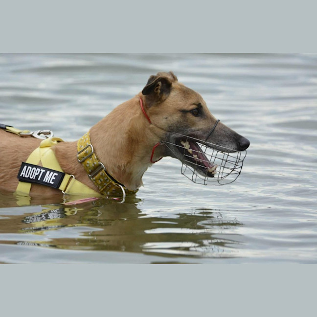 Photo of Sid, The Greyhound