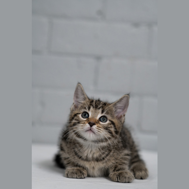 Photo of Parmi