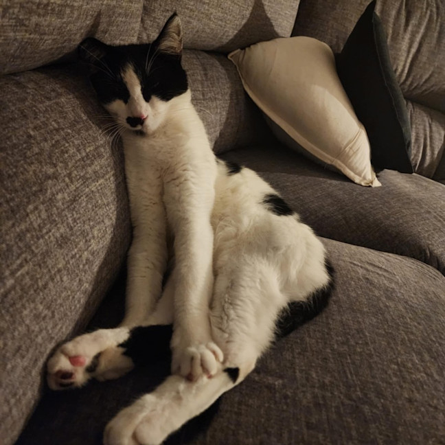 Photo of Moustache (Mustie)