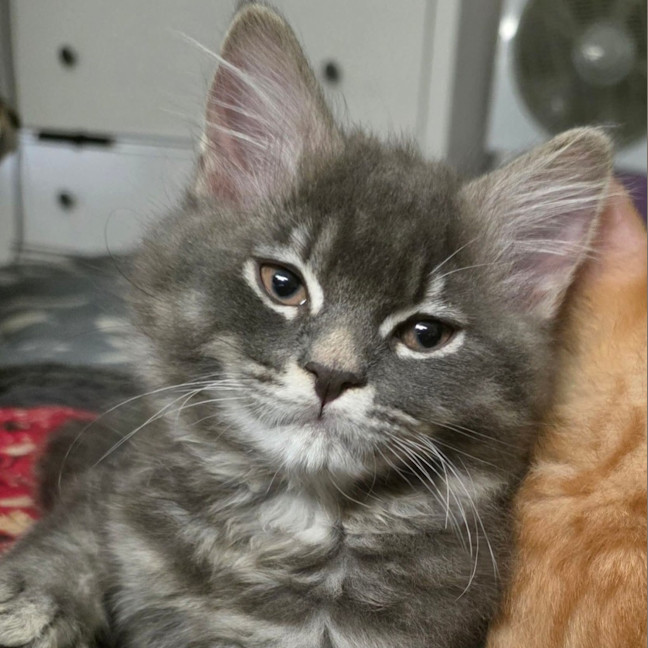 Photo of Lewis Paw Milton