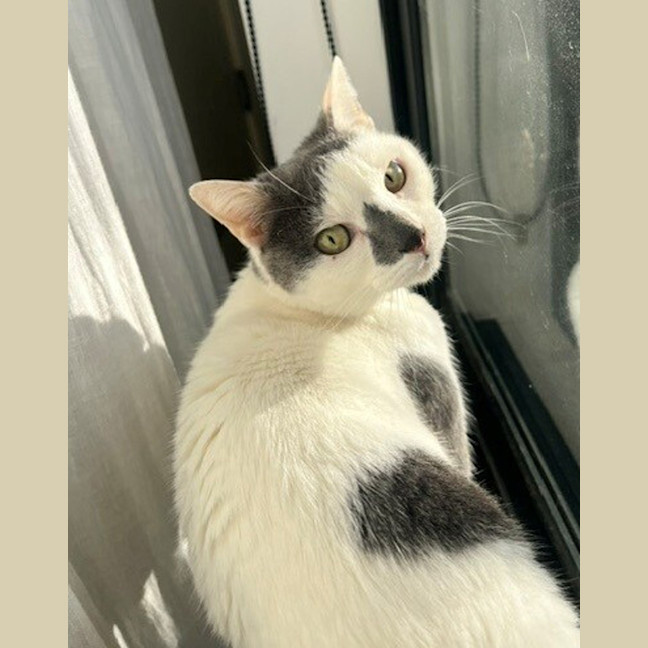 Photo of Pepper