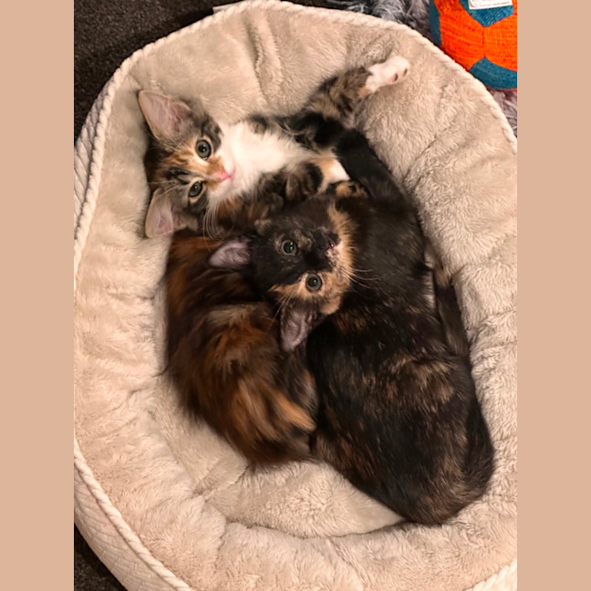 Photo of Astrid & Yogi