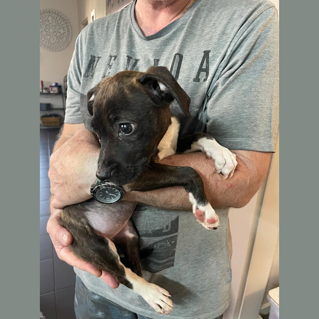 Photo of Sienna (Shadow)