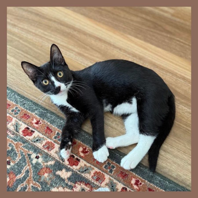 Photo of Pedro