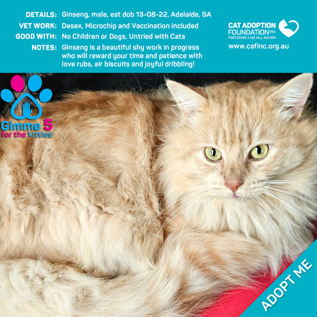 Photo of Ginseng Only $39 Limited Time!