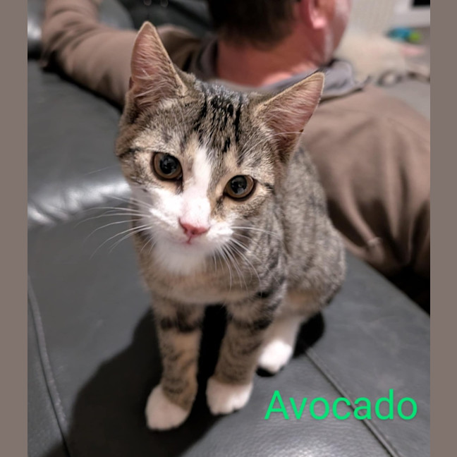 Photo of Avocado Meet Me@Petstock Chelsea Store