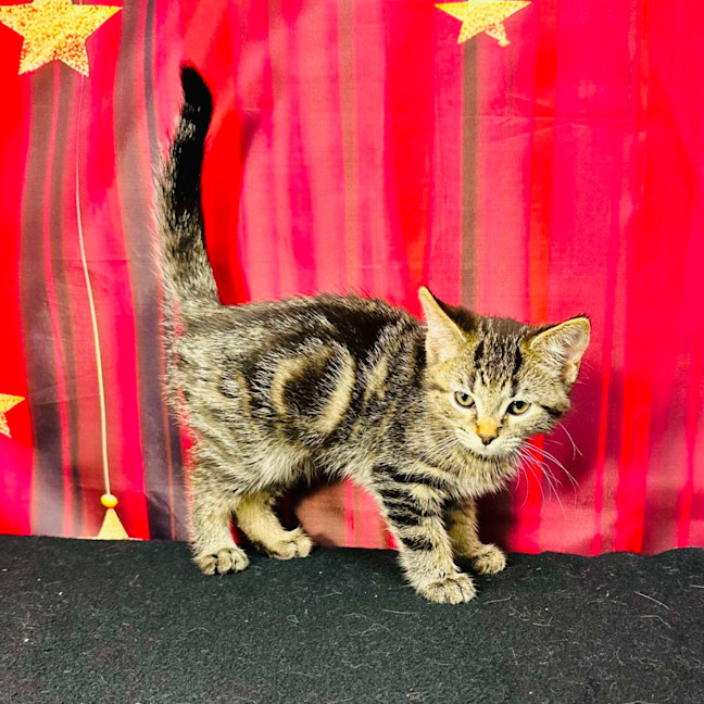 Photo of Pip (Located In Preston) 