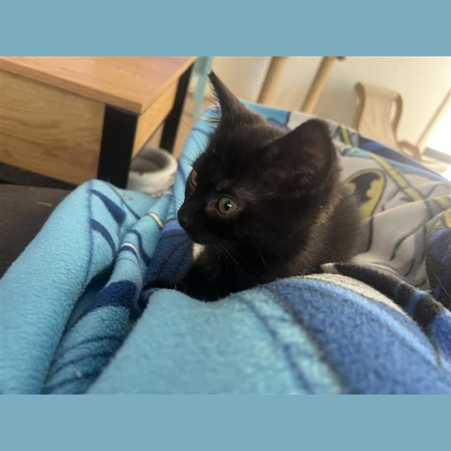 Photo of Puddle (With Smudge)