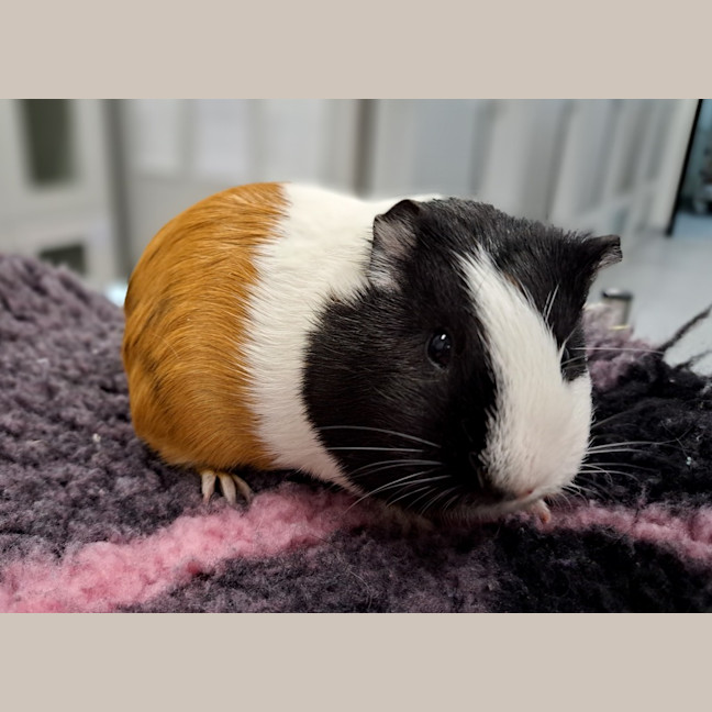 Photo of Daphne