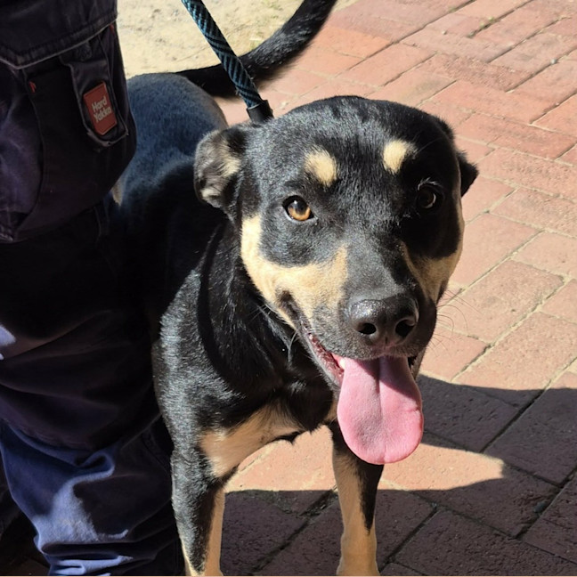 Photo of Shadow