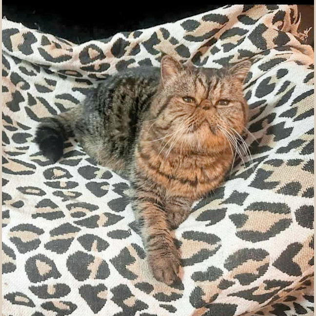 Photo of 🐾Cash🐾