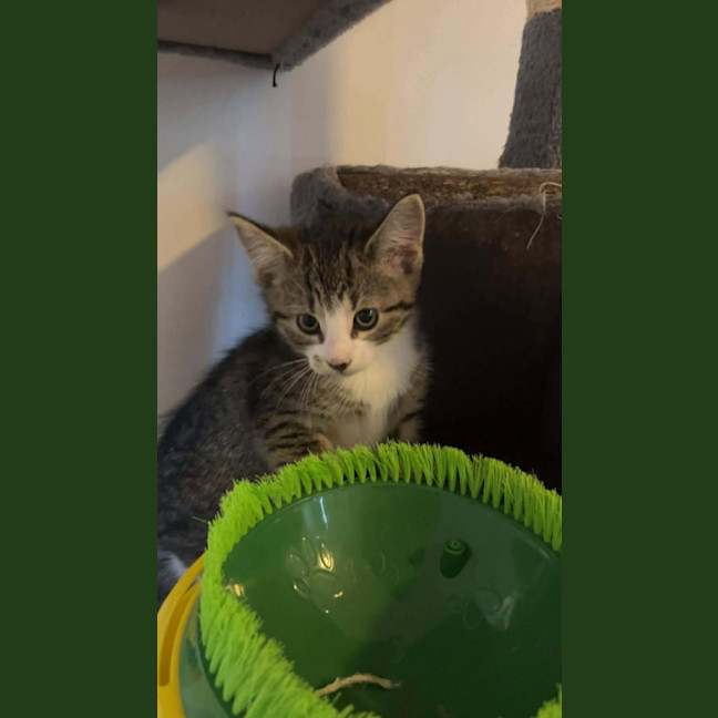 Photo of Ozzy *9 Lives Project Rescue*