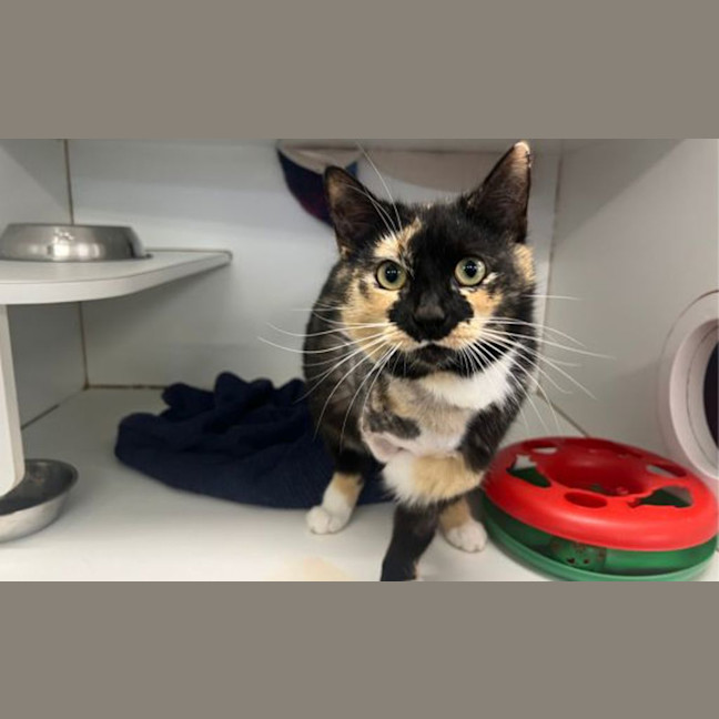 Photo of Lady Whistlemeow